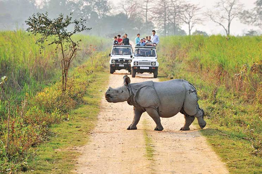 Explore Kaziranga with Your Friends in 3 Days